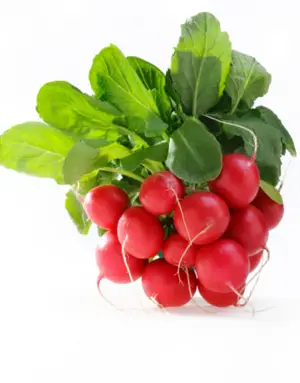 فجل الضمه