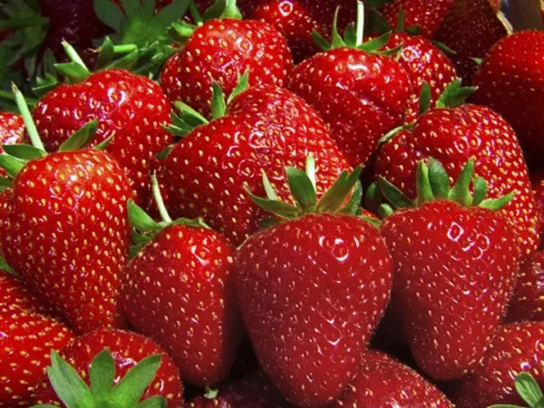 فراوله علبه